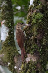 Xiphorhynchus flavigaster