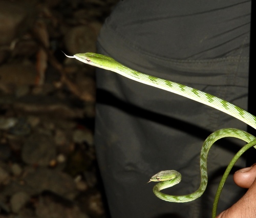 Photo of a Malayan Whipsnake (Ahaetulla mycterizans)