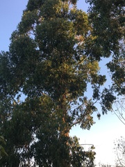 Acacia auriculiformis