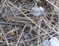 Macrotona securiformis