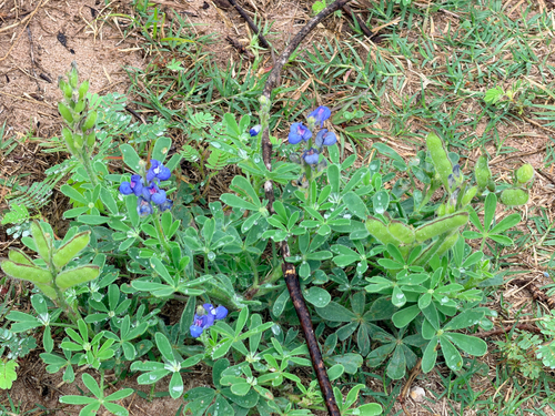 Lupinus subcarnosus, photograph 5