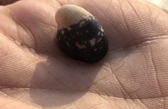 Neritoidea