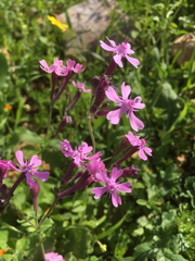 Silene aegyptiaca