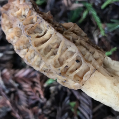 Morchella importuna