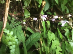 Staurogyne concinnula