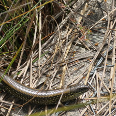 Lissolepis coventryi