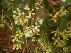 Eucalyptus fasciculosa