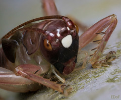 Ocellarnaca furcifera