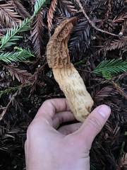 Morchella importuna