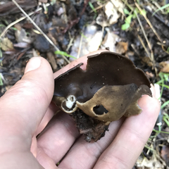 Helvella solitaria