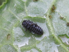 Gastrophysa atrocyanea