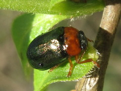 Smaragdina semiaurantiaca