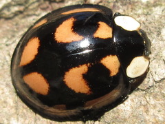 Aiolocaria hexaspilota