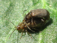 Galerucella grisescens