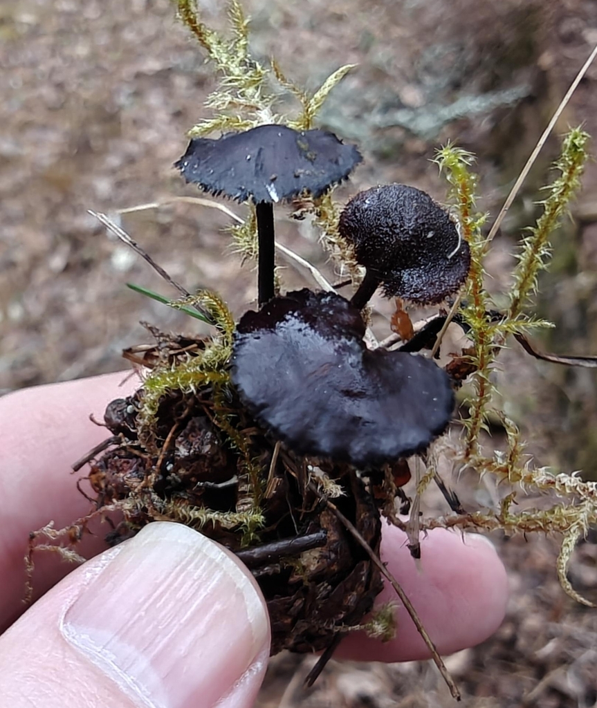 Auriscalpium vulgare · April 2026 · photo: © sarie_parie (iNaturalist, cc0)