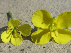 Brassica juncea