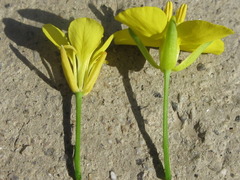 Brassica juncea