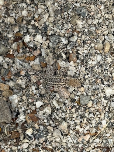 iNaturalist observation photo of Western Side-blotched Lizard