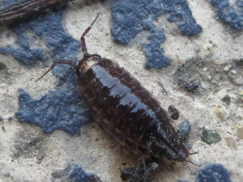 Ligidium koreanum