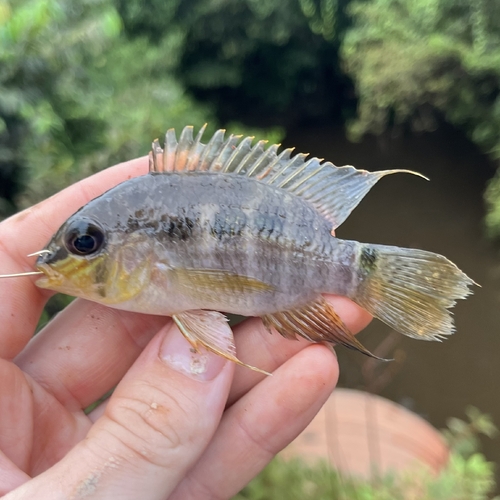 Dolphin cichlid (Krobia itanyi) — Cichlidae — 3