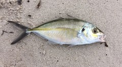 Pseudocaranx