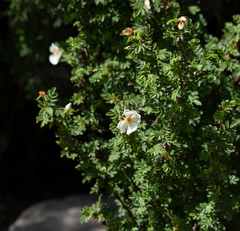 Rosa sericea