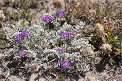 Oxytropis williamsii