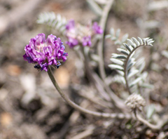 Oxytropis williamsii