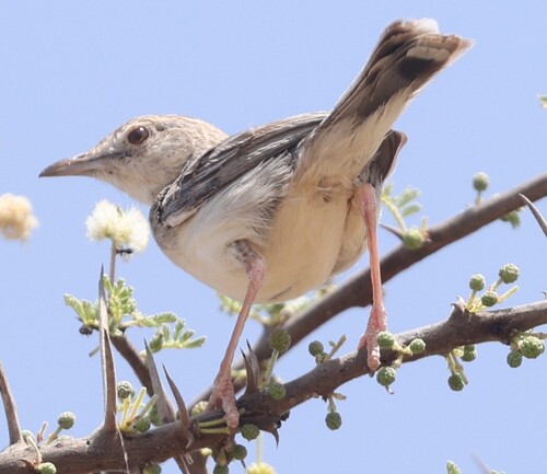 Desert Cisticola