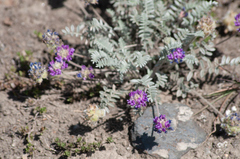 Oxytropis williamsii