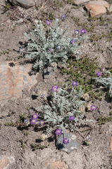Oxytropis williamsii