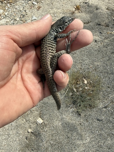 iNaturalist observation photo of Western Whiptail