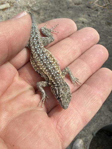 iNaturalist observation photo of Western Side-blotched Lizard