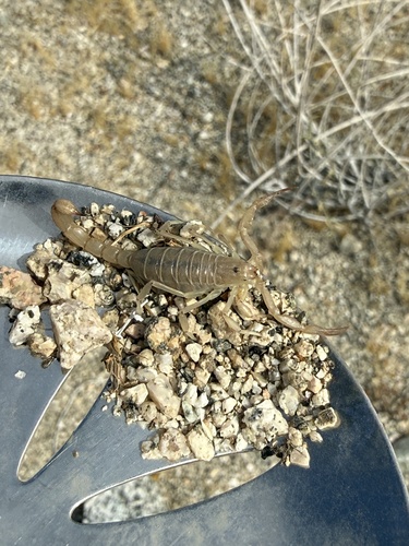 iNaturalist observation photo of Paravaejovis