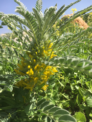Astragalus macrocarpus