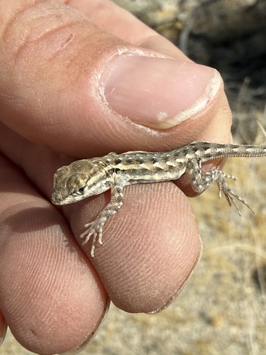 iNaturalist observation photo of Western Side-blotched Lizard