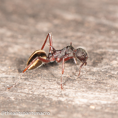 Dolichoderus extensispinus