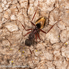 Dolichoderus extensispinus