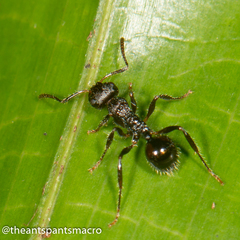 Pseudonotoncus hirsutus