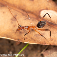 Leptomyrmex cnemidatus