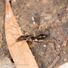 Camponotus elegans