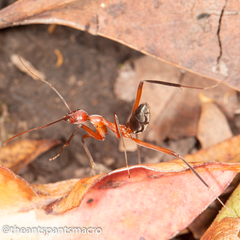 Leptomyrmex tibialis