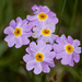 Primula tibetica - Photo (c) Ryan Van Meter, algunos derechos reservados (CC BY-NC-ND), uploaded by Ryan Van Meter