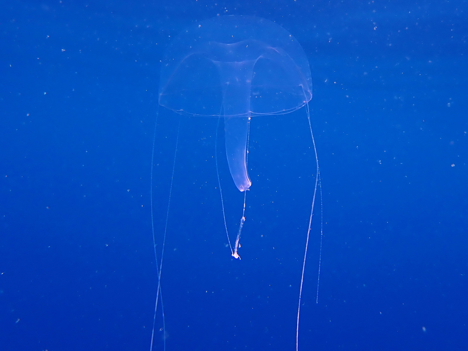 Geryonia proboscidalis (Forsskål, 1775)