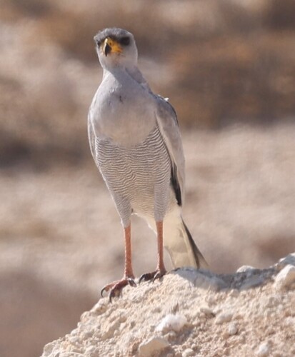 Eastern Chanting-Goshawk