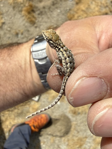 iNaturalist observation photo of Western Side-blotched Lizard