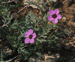 Erodium crassifolium
