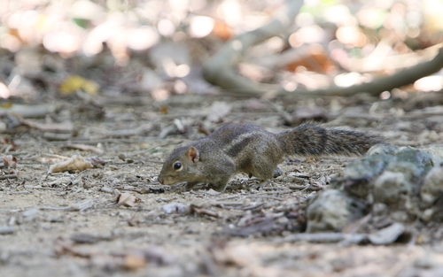 Berdmore’s Squirrel
