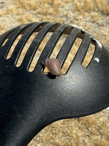 iNaturalist observation photo of Boll’s Sandroach