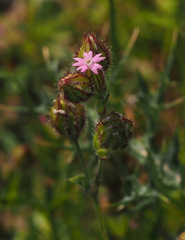 Silene alexandrina